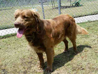 Golden Retriever Dogs for adoption in Texas City, TX, USA