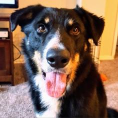 Collie Dogs for adoption in Dallas, TX, USA