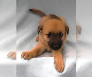 Mutt Dogs for adoption in Thief River Falls, MN, USA