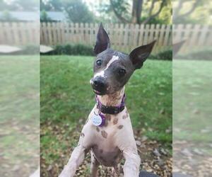 American Hairless Terrier Dogs for adoption in Greenville, SC, USA