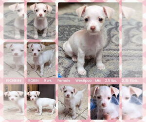 Medium Photo #2 Mutt Puppy For Sale in Mesa, AZ, USA