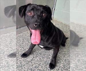Labrador Retriever-Unknown Mix Dogs for adoption in Salisbury, NC, USA