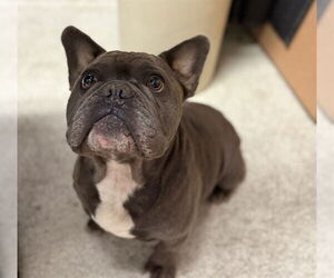 Free-Lance Bulldog Dogs for adoption in Alameda, CA, USA