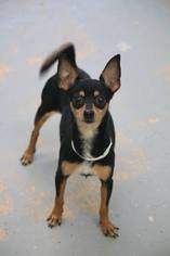 Chipin Dogs for adoption in Phoenix , AZ, USA