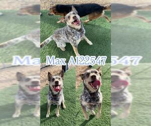 Mutt Dogs for adoption in HESPERIA, CA, USA