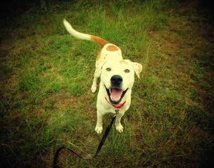 Lab-Pointer Dogs for adoption in Cedar Creek, TX, USA