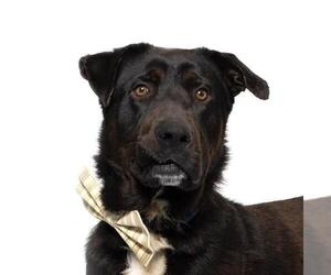 Labrador Retriever-Unknown Mix Dogs for adoption in Santa Maria, CA, USA