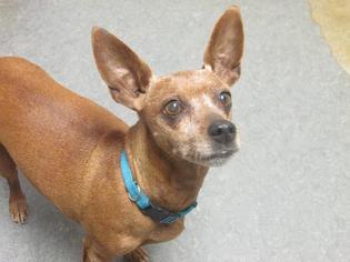 Miniature Pinscher Dogs for adoption in Richmond, IN, USA