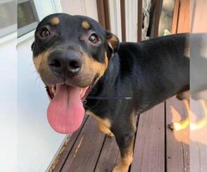 Rottweiler Dogs for adoption in Kansas City, MO, USA
