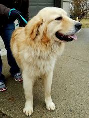 Small Golden Pyrenees