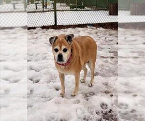 Pug-Unknown Mix Dogs for adoption in Waterford, VA, USA