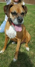 Boxer Dogs for adoption in Pequot Lakes, MN, USA