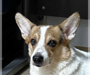 Pembroke Welsh Corgi Dogs for adoption in San Ramon, CA, USA