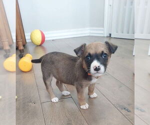 Chihuahua-Unknown Mix Dogs for adoption in OKLAHOMA CITY, OK, USA