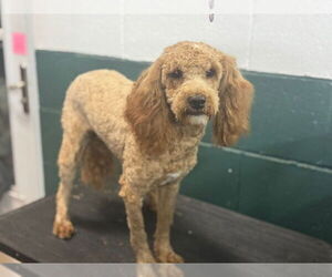 Goldendoodle (Miniature) Dogs for adoption in Mukwonago, WI, USA