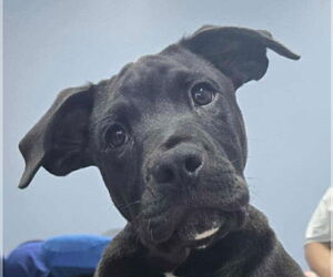 Labrador Retriever-Unknown Mix Dogs for adoption in Canton, CT, USA