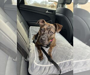 Boxer-Unknown Mix Dogs for adoption in Mooresville, NC, USA