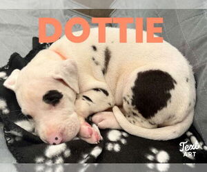 Great Dane Dogs for adoption in Bullard, TX, USA