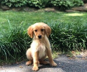 Golden Retriever Dogs for adoption in Cumming, GA, USA