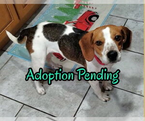 Beagle Dogs for adoption in Dunnellon, FL, USA