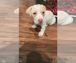 Cocker-Pei Dogs for adoption in Dallas, TX, USA