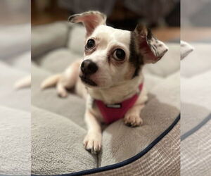 Chihuahua-Unknown Mix Dogs for adoption in Mundelein, IL, USA