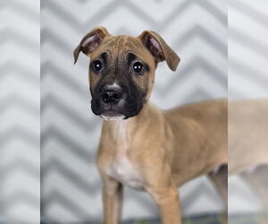 Boxer-Unknown Mix Dogs for adoption in Lakewood, CO, USA