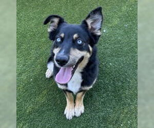 Siberian Husky Dogs for adoption in Salinas, CA, USA