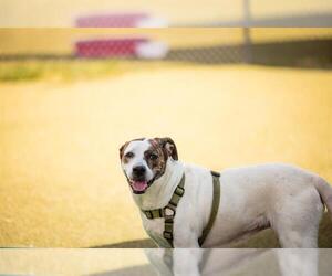 Treeing Walker Coonhound-Unknown Mix Dogs for adoption in Orlando, FL, USA