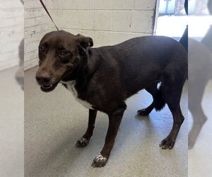 Labrador Retriever-Unknown Mix Dogs for adoption in San Bernardino, CA, USA