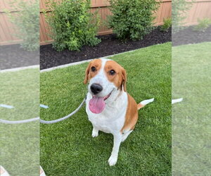 Lab-Pointer Dogs for adoption in Salt Lake City, UT, USA