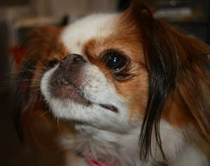 Japanese Chin Dogs for adoption in phoenix, AZ, USA