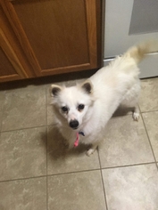 American Eskimo Dog Dogs for adoption in Des Moines, IA, USA