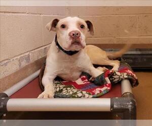 American Pit Bull Terrier Dogs for adoption in Martinez, CA, USA