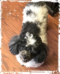 Medium Photo #1 Poodle (Toy) Puppy For Sale in Pacolet, SC, USA