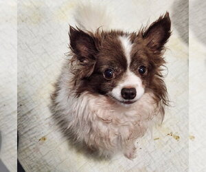 Chihuahua Dogs for adoption in Walnutport, PA, USA
