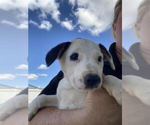 Labrador Retriever Dogs for adoption in Bakersfield, CA, USA
