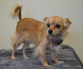 Chihuahua Dogs for adoption in Junction, TX, USA