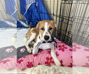 Mutt Dogs for adoption in Ball Ground, GA, USA