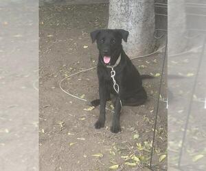Labrador Retriever-Unknown Mix Dogs for adoption in San Antonio, TX, USA