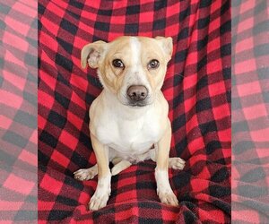 Rat Terrier Dogs for adoption in Albuquerque, NM, USA