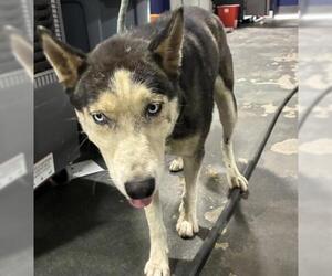 Siberian Husky Dogs for adoption in Bakersfield, CA, USA