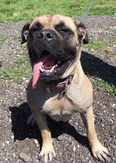 Bullmastiff Dogs for adoption in Chambersburg, PA, USA