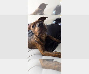 Boxer Dogs for adoption in Austin, TX, USA