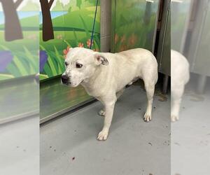 American Pit Bull Terrier-Labrador Retriever Mix Dogs for adoption in Waco, TX, USA