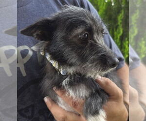 Mutt Dogs for adoption in Minneapolis, MN, USA