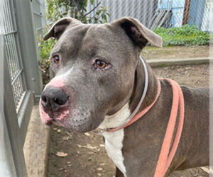 American Pit Bull Terrier-Unknown Mix Dogs for adoption in Martinez, CA, USA