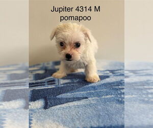 Pom-A-Poo Dogs for adoption in Studio City, CA, USA
