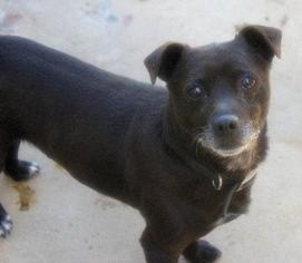 Toy Rat Doxie Dogs for adoption in Staley, NC, USA