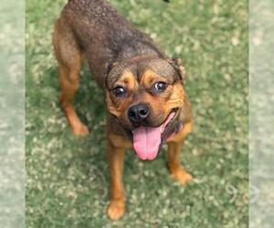 German Shepherd Dog-Unknown Mix Dogs for adoption in Tulsa, OK, USA